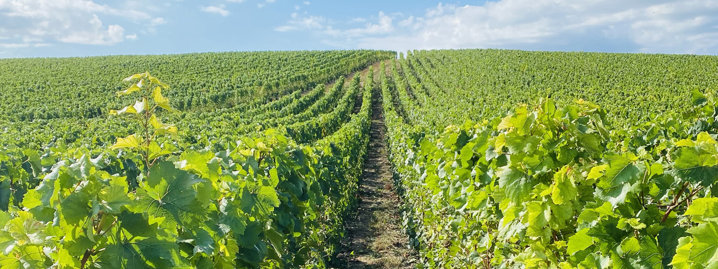 Champagne Jérôme Brisson-Bazin