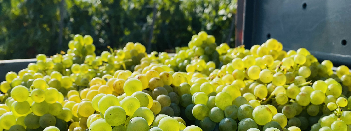 Champagne Jérôme Brisson-Bazin